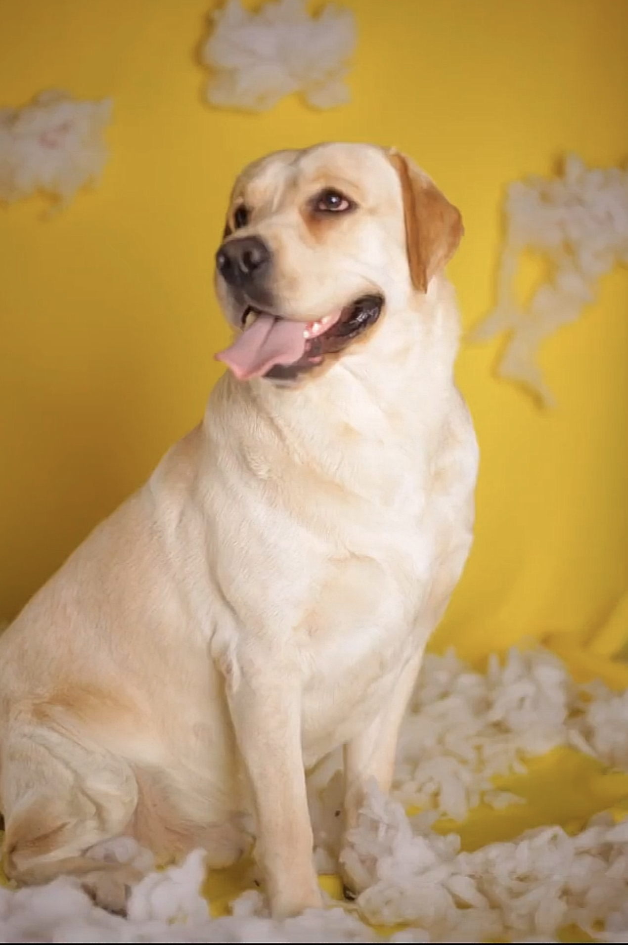 柯基拉布拉多的美好瞬间