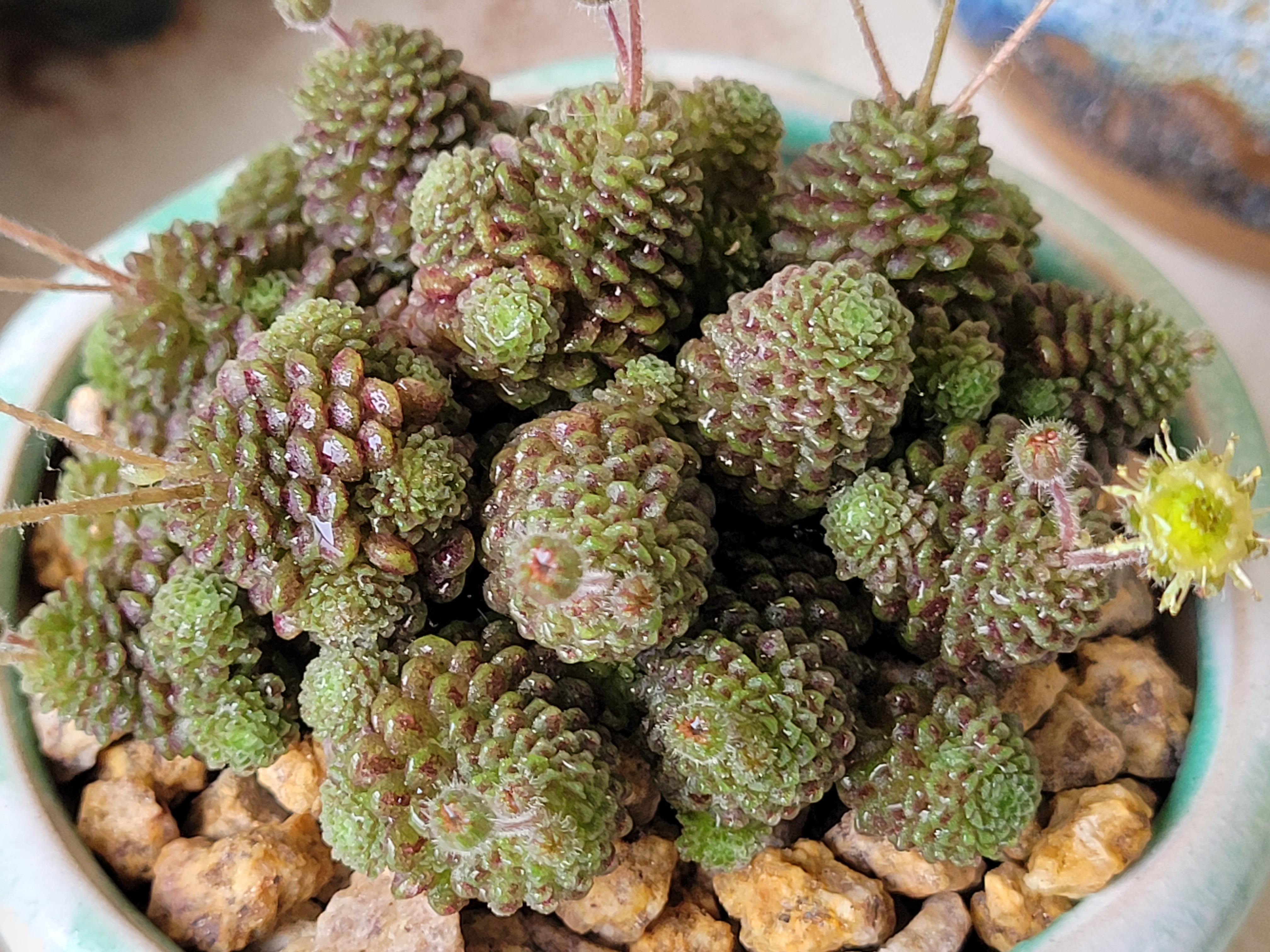 多肉魔男开花了!