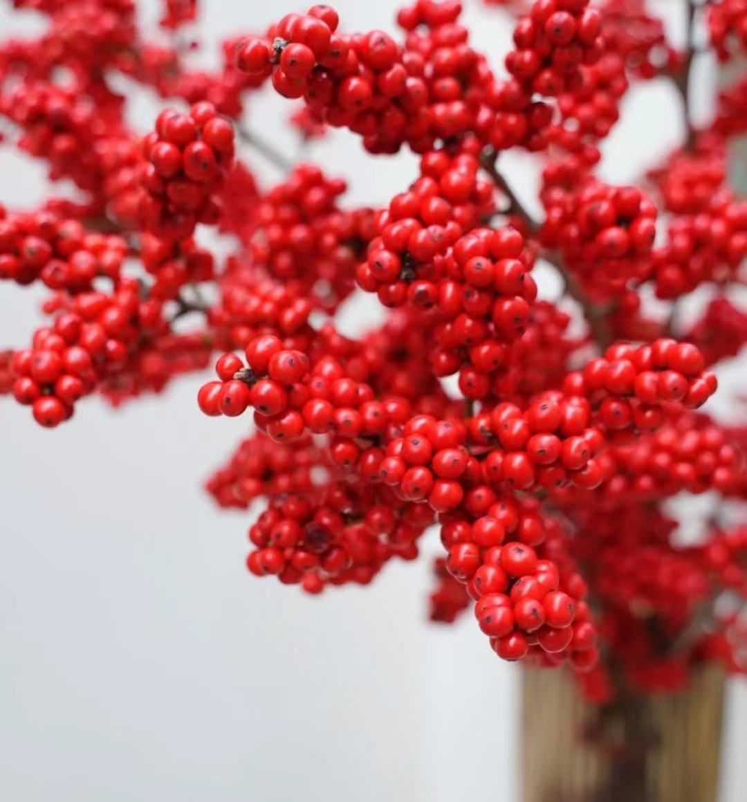 生命之源 北美冬青‖花语:乐观向上,不畏艰难の生命