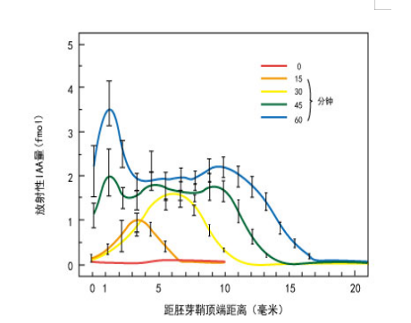 生长素的极性运输