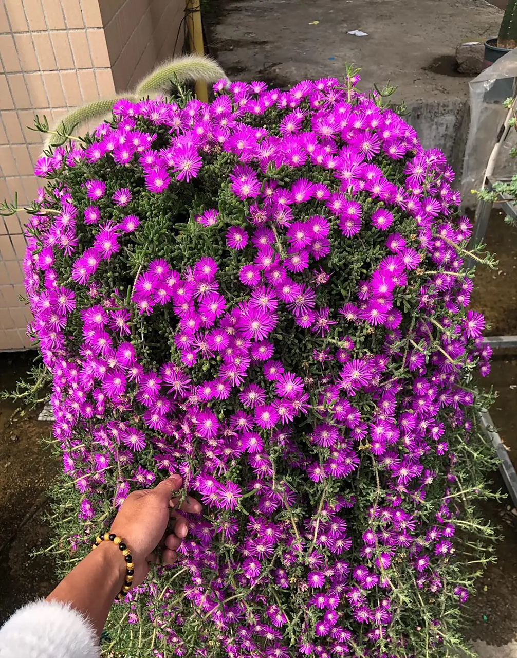 花友分享,枝干番杏开花也太漂亮了吧