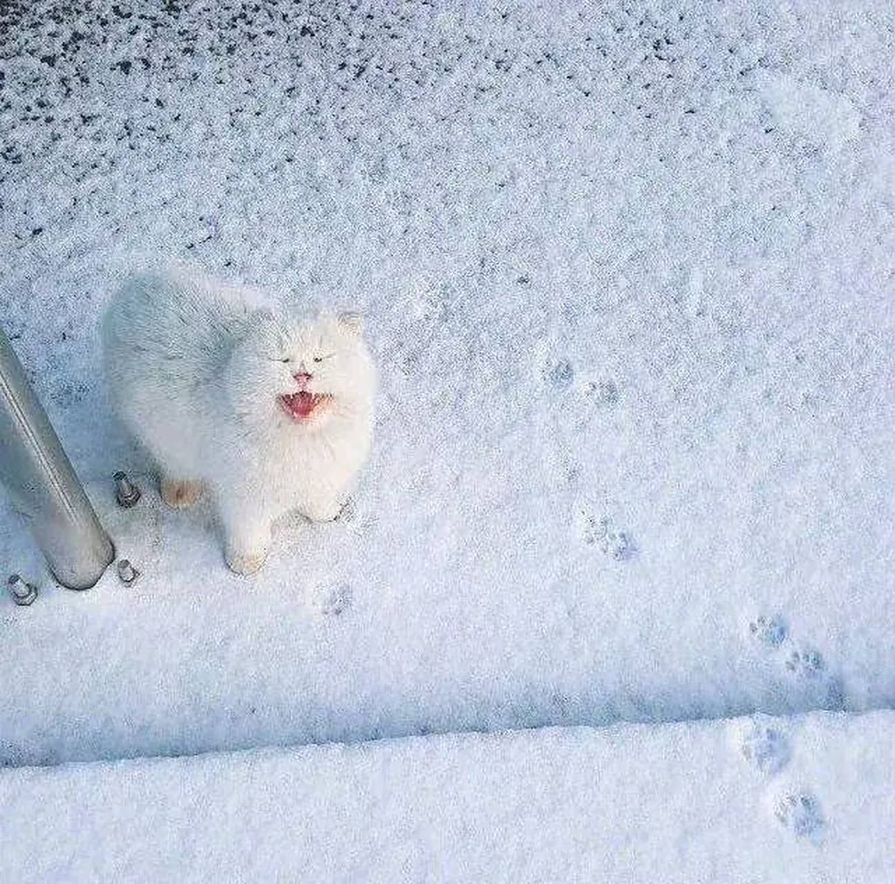 小猫咪雪地里的小脚印很可爱!
