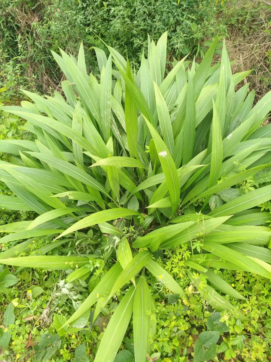 仙茅草的图片放大一点图片