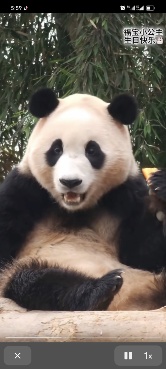 漂亮福宝宝,三周岁生日快乐!福猪猪搞怪吐舌太可爱了[心][心][心]