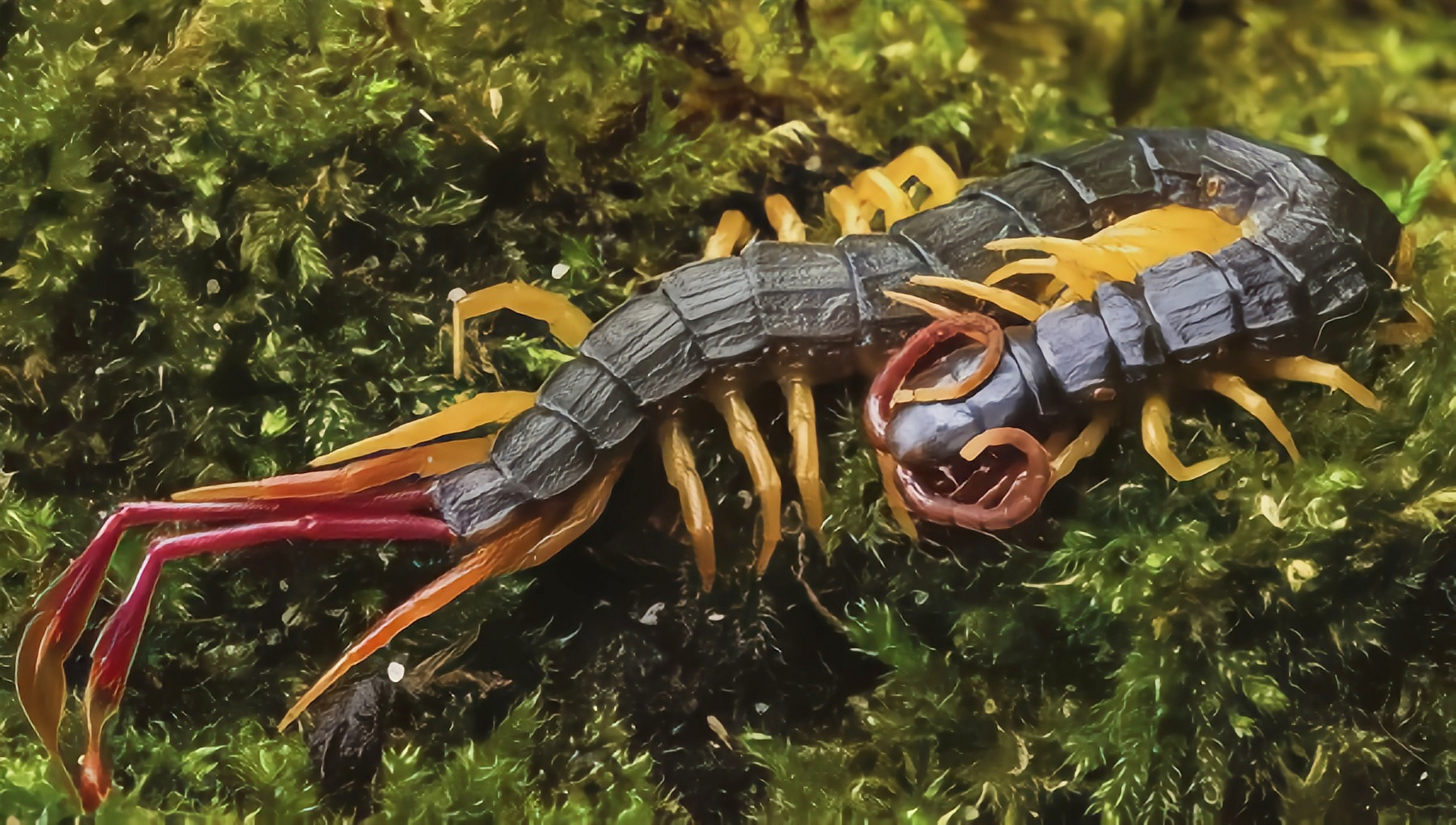 每天认识一种动物——羽毛尾蜈蚣 羽毛尾蜈蚣原产于非洲西部坦桑尼亚