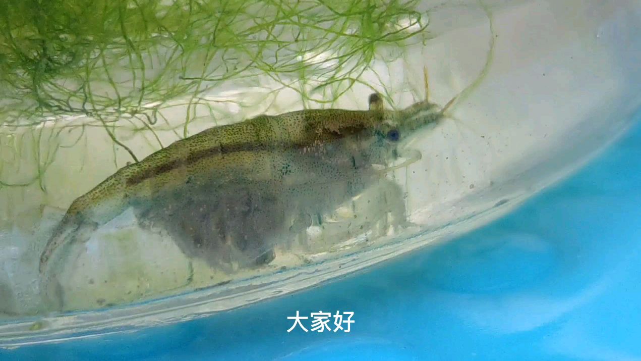 黑壳虾抱卵了,做几期跟拍《黑壳虾抱卵第一期》