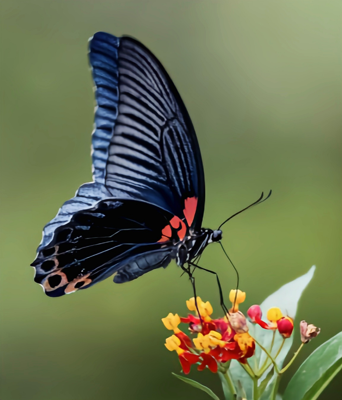 每天认识一种动物——美洲蓝凤蝶 美洲蓝凤蝶原产于北美洲,从加拿大南