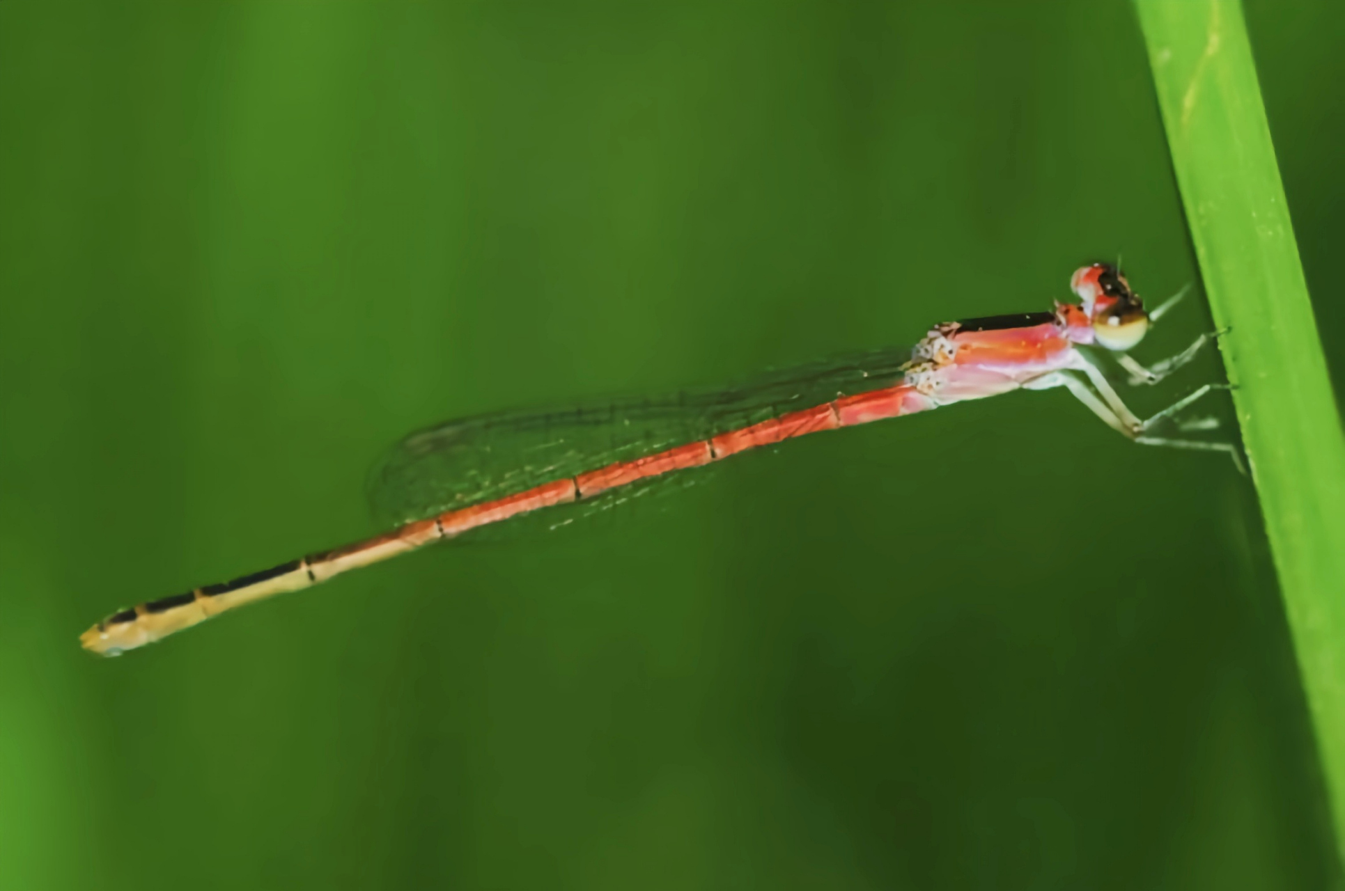 每天认识一种昆虫——杯斑小蟌 杯斑小蟌是蟌科昆虫,广泛分布于世界