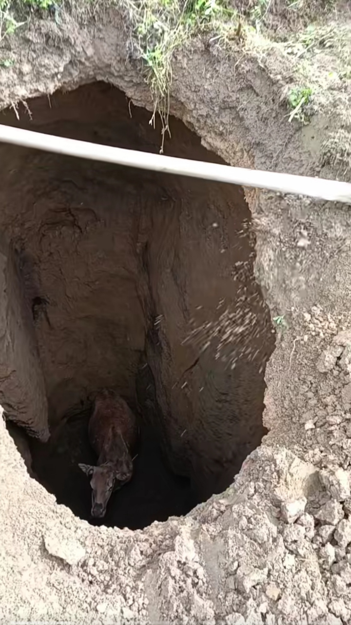 老乡的牛掉这么深的坑里了,填土方法可以把它救出来吗?