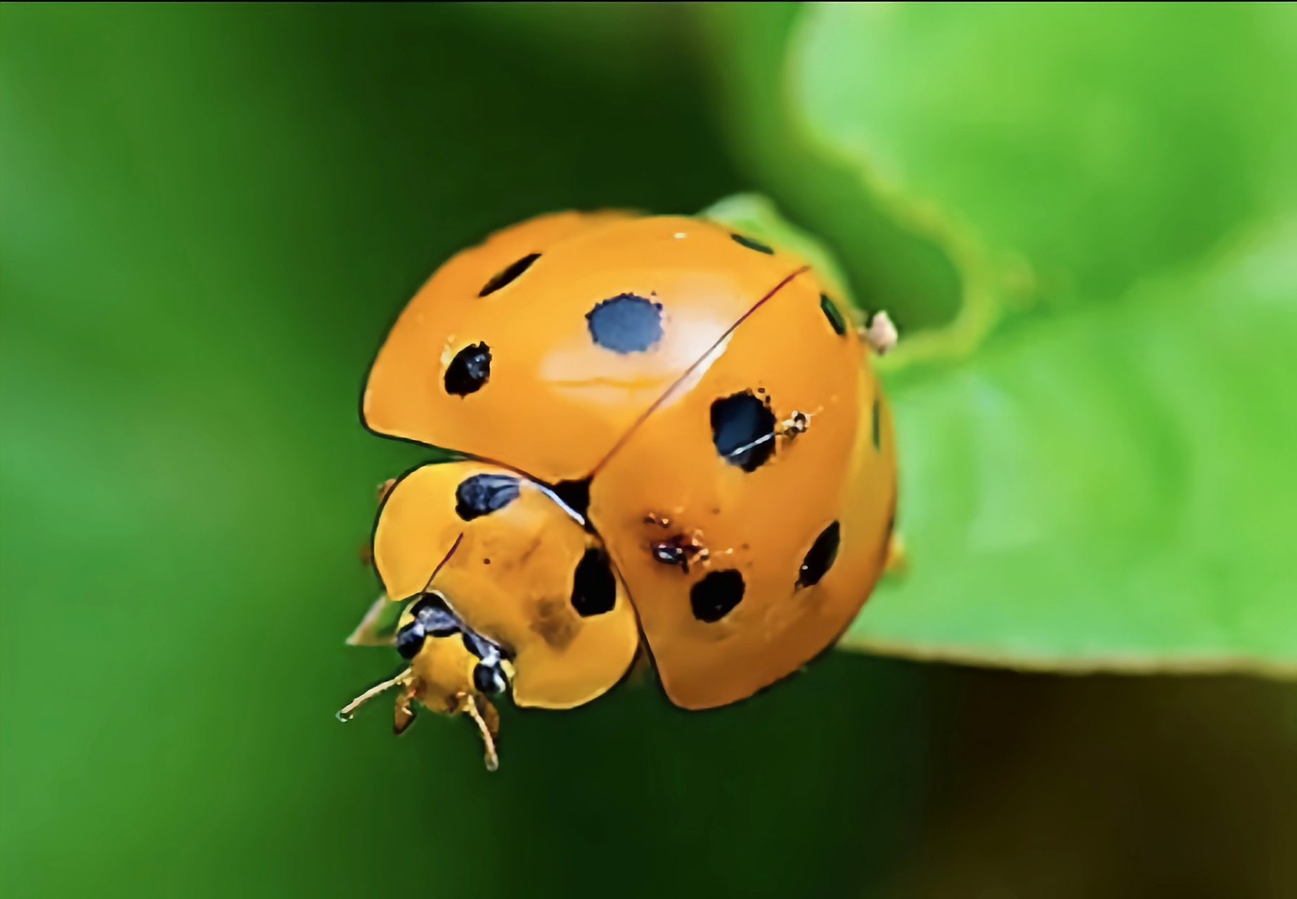 每天认识一种昆虫——十斑大瓢虫 十斑大瓢虫原于亚洲中国,印度,印尼