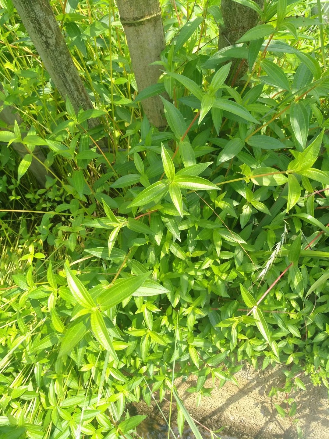 野生糯米草,又叫糯米藤,有一定药用价值,常见于农村田边路旁