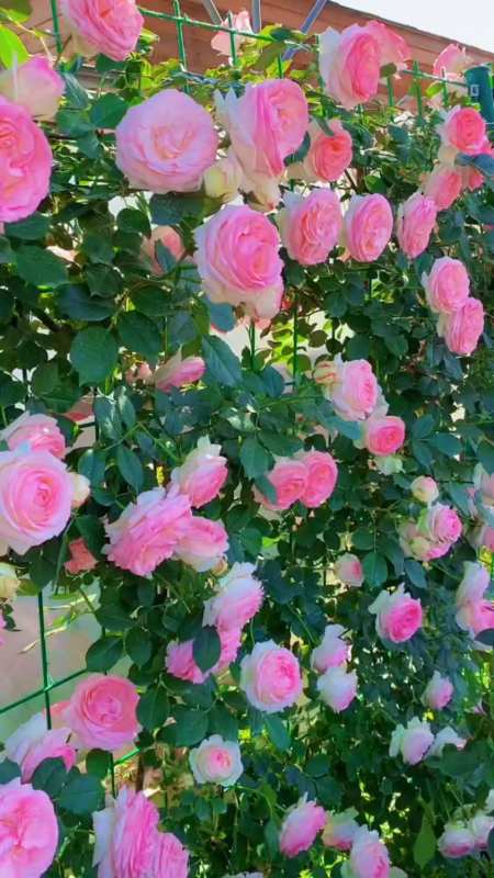 藤本月季粉色龙沙宝石成品花墙开花效果-度小视