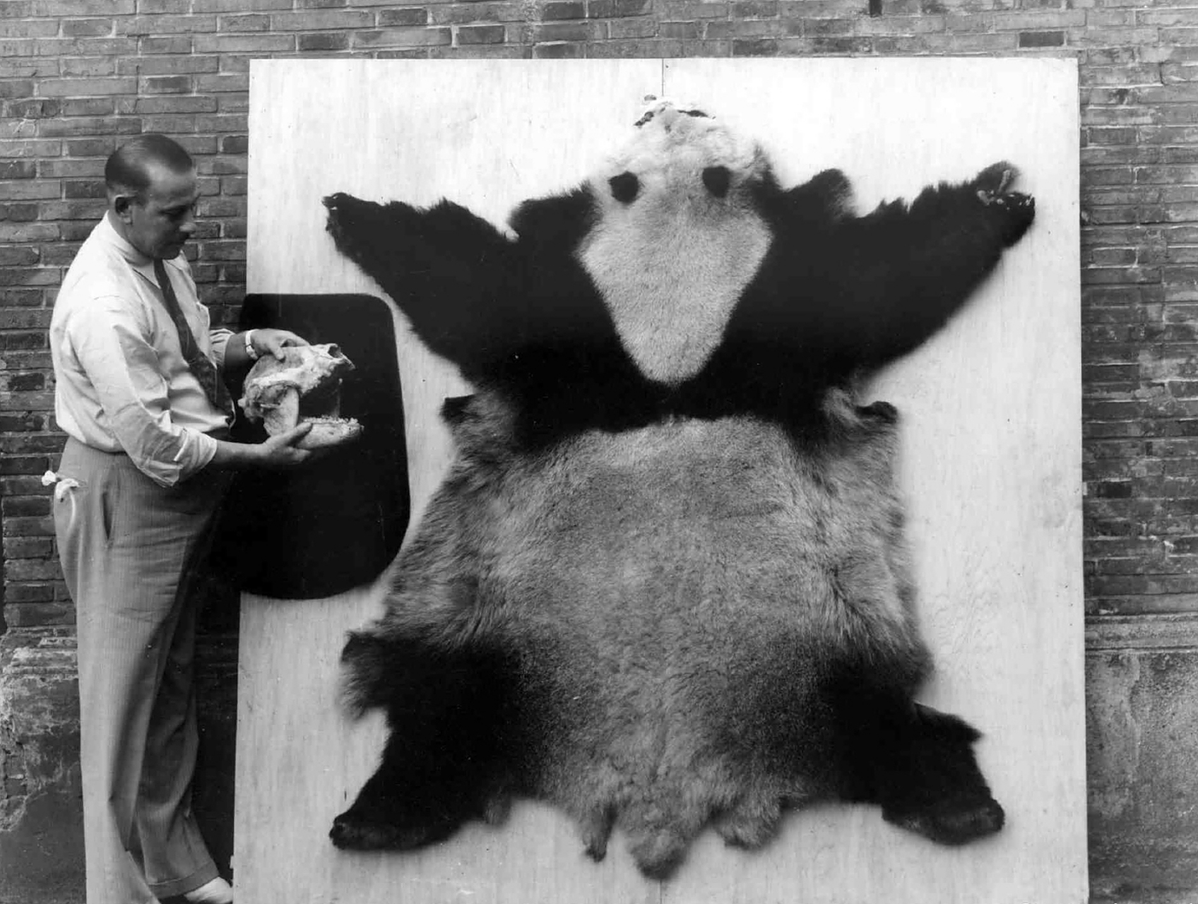 两个外国人熊猫皮合影(老照片),展示熊猫骷髅,拍摄时间地点不详.