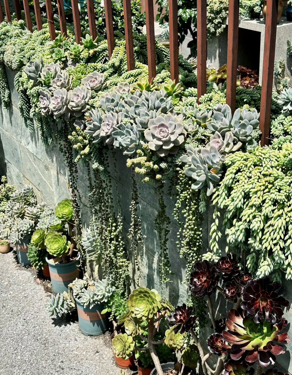 多肉瀑布来看一下 ,这个品种比较好养,已经长成瀑布桩了.