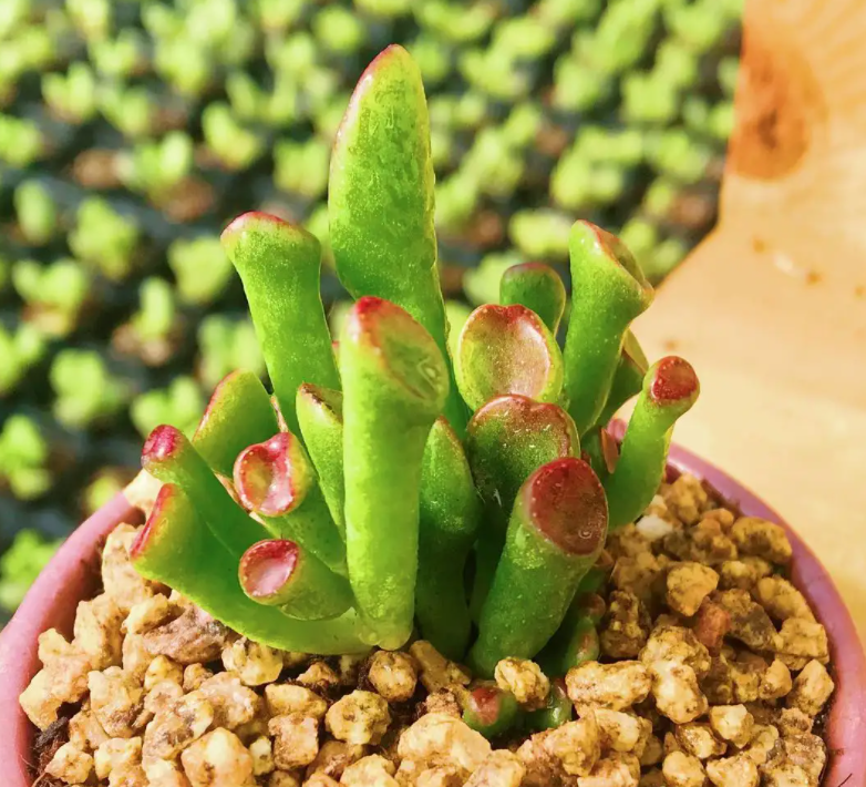 漂亮又吉祥的吸财树老桩,颜值高,寓意好,最适合摆在阳台啦!