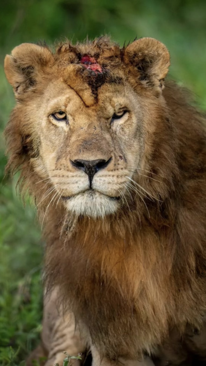 这只雄狮的头部严重受伤了,谁都不清楚是什么原因导致的!