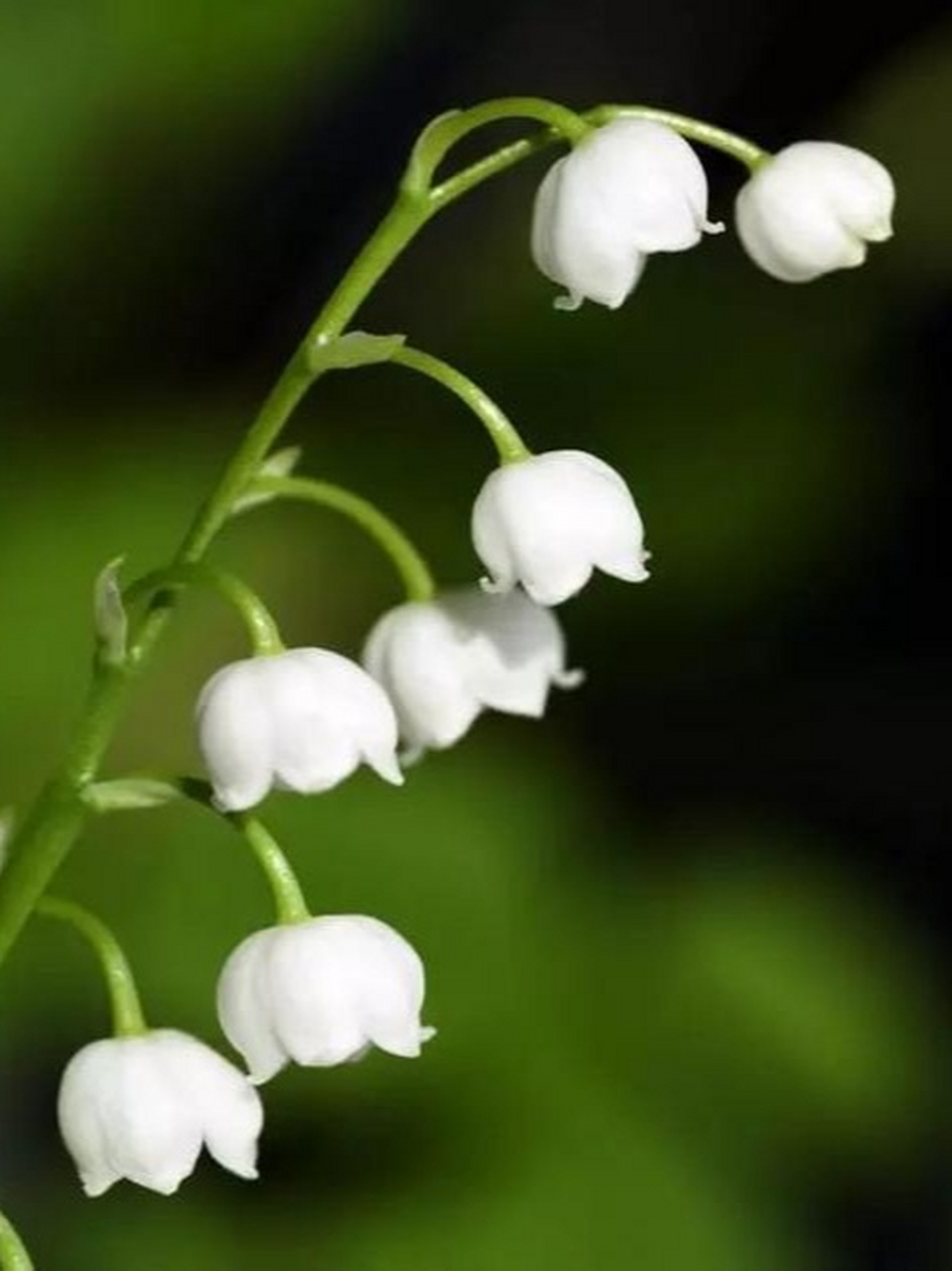 洁白无瑕,玲珑雅致的白铃兰,像一串串风铃在风中摇曳,简直太可爱了.