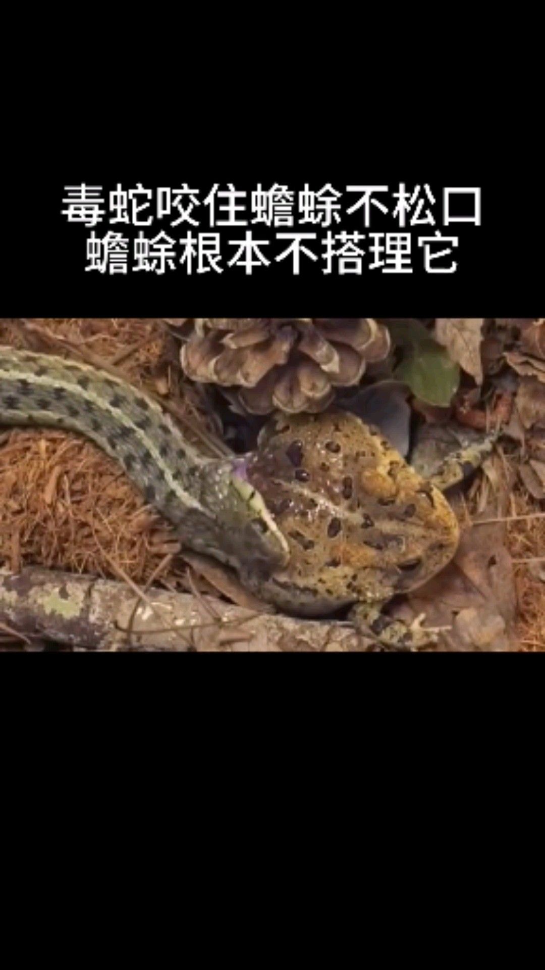 毒蛇咬住蟾蜍不松口,蟾蜍根本不搭理它