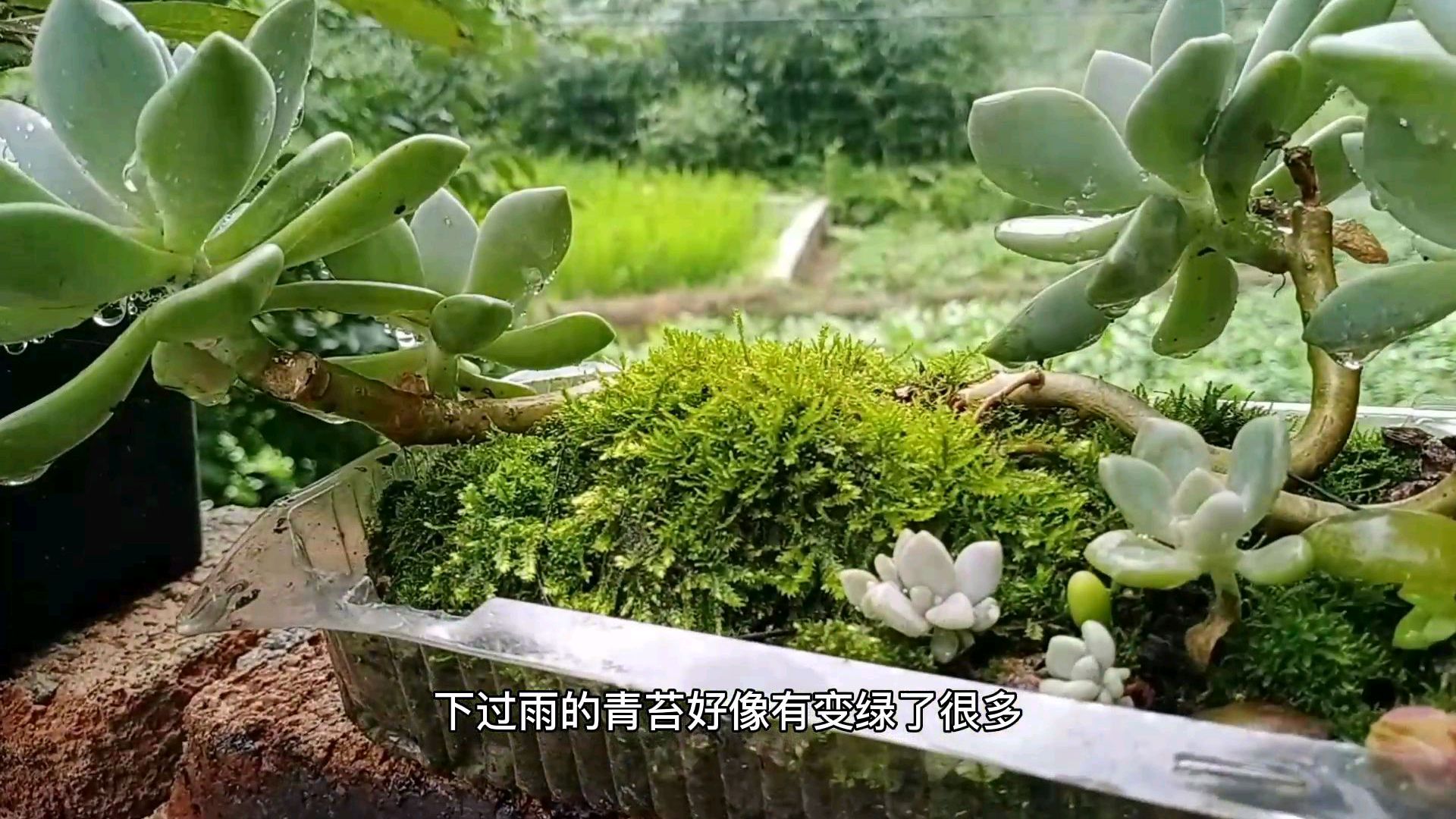 院子里腊梅树下的多肉植物,状态都很好,知道为什么火祭变白色了