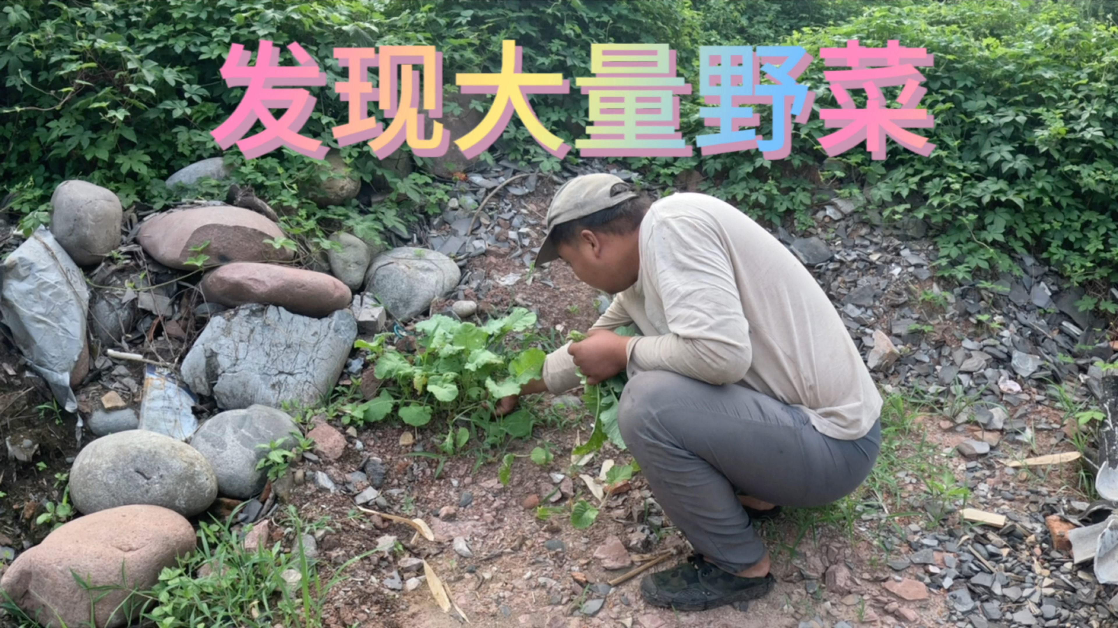 发现很多野油菜摘了一些用来煮面条,菜叶子上满是虫吃过的洞