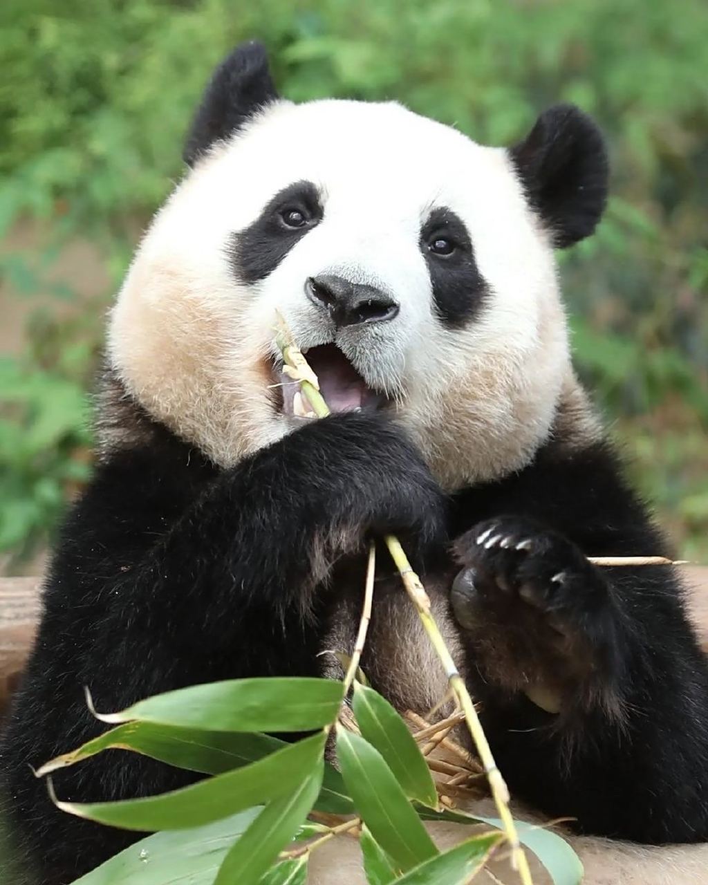 乐宝和福宝终于见到眉开眼笑的两位爷爷了,回想过往的一幕幕,父女俩