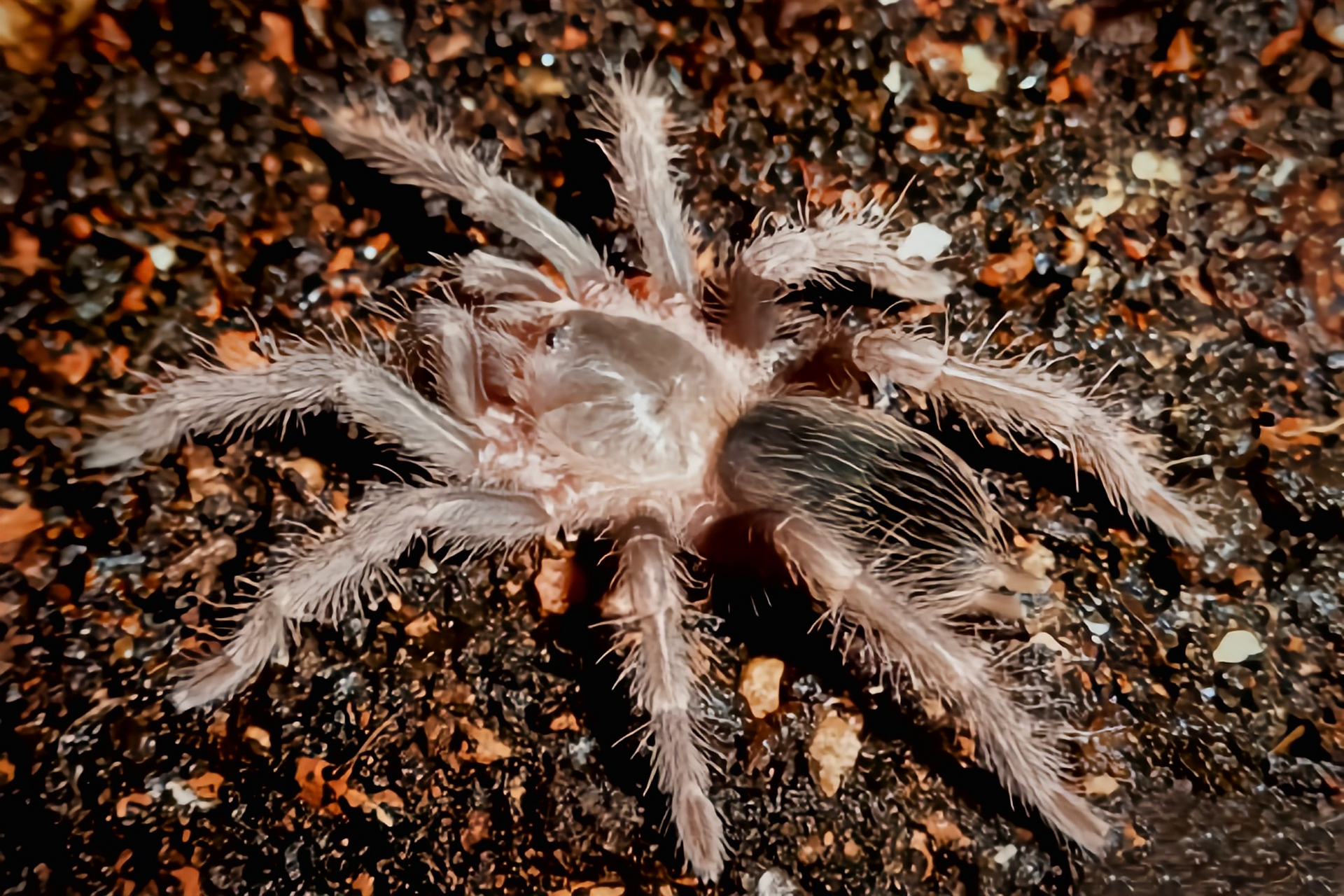 每天认识一种动物——巴西红毛蜘蛛 , 巴西红毛蜘蛛别名巴西橙毛食鸟