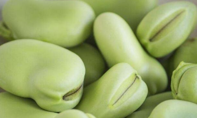 蚕豆和大豆一样吗