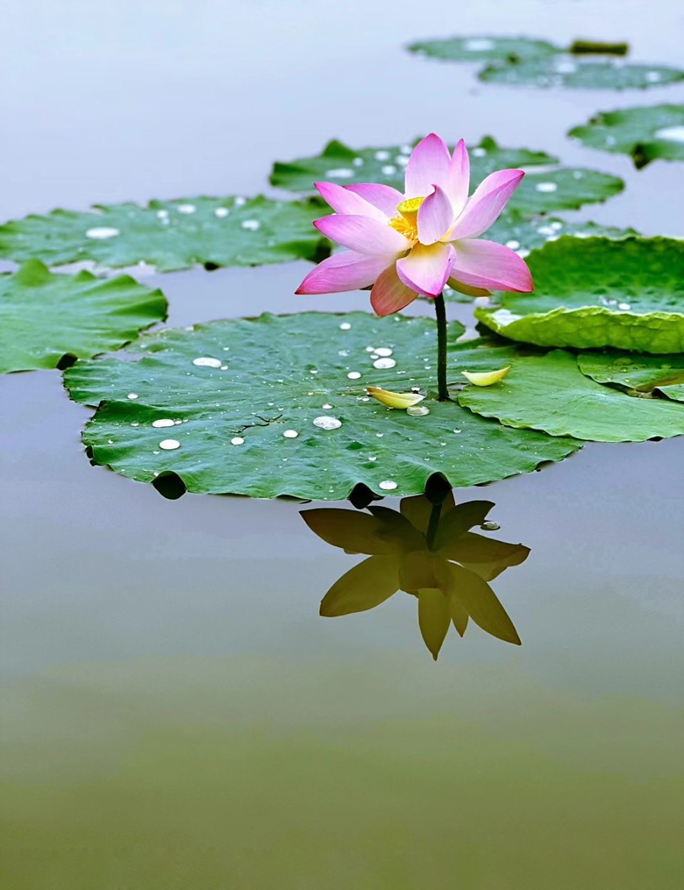 动态优创月# 秋荷,只是多了一份成熟的美