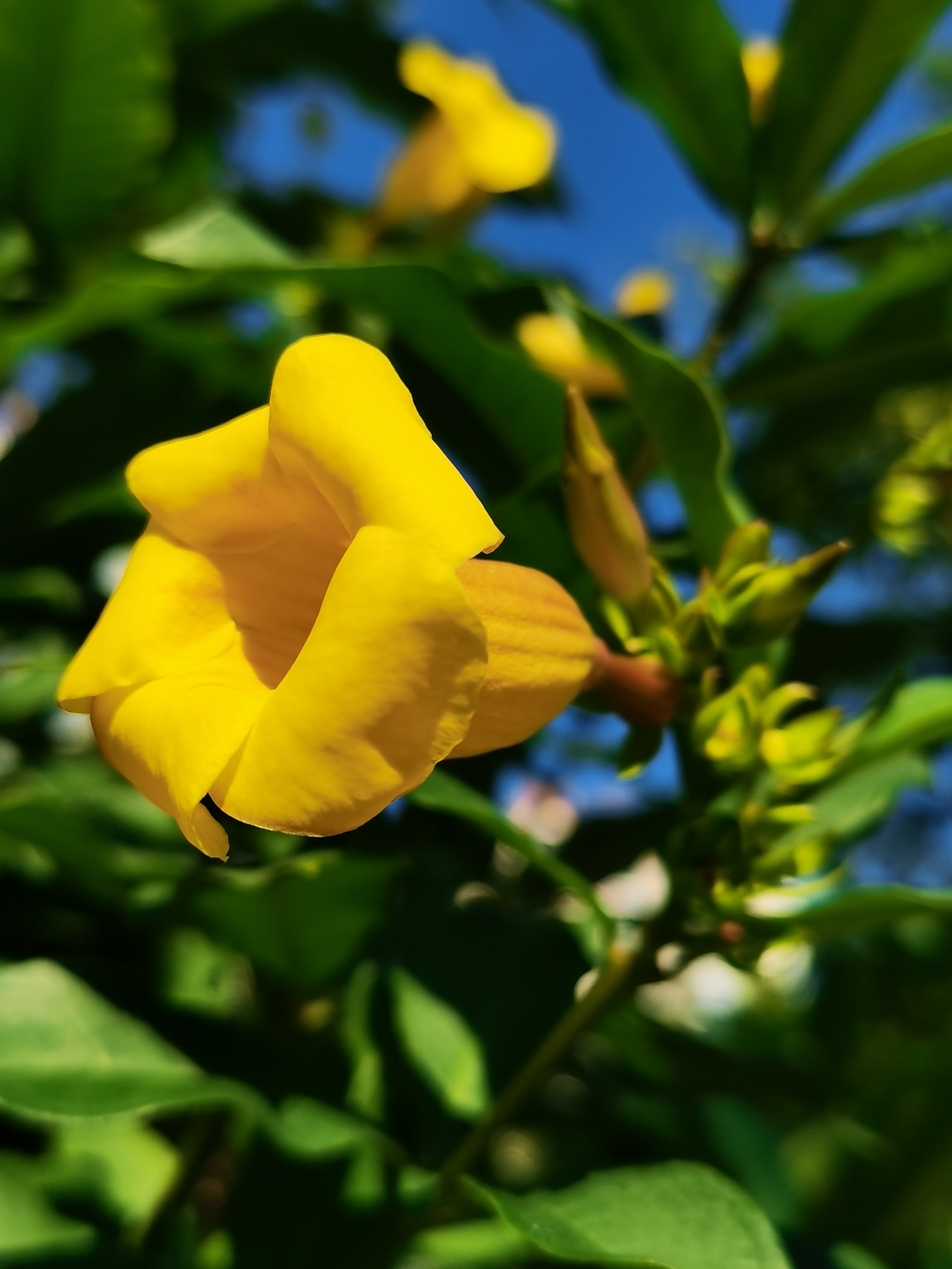 [小红花]聚伞花序顶生,花冠筒窄漏斗形,花橙黄色.