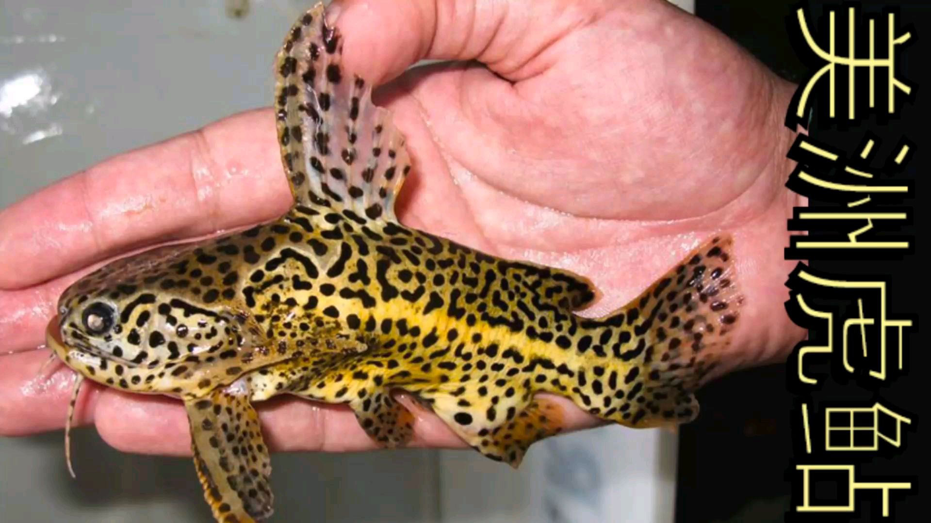 观赏互动性极高的美洲黄金虎鲇