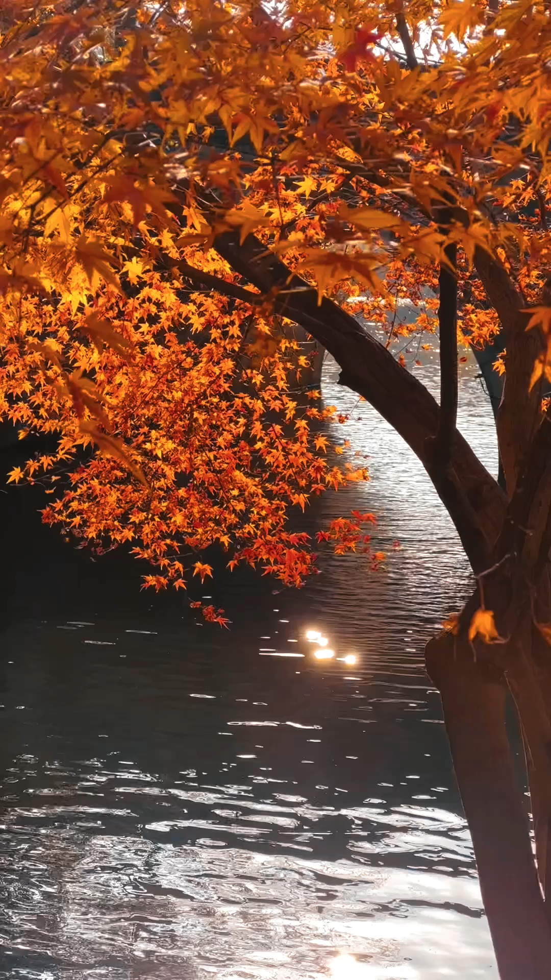 秋天也很好枫叶会红空气会香甜我们会变好一切充满希望温柔又热烈