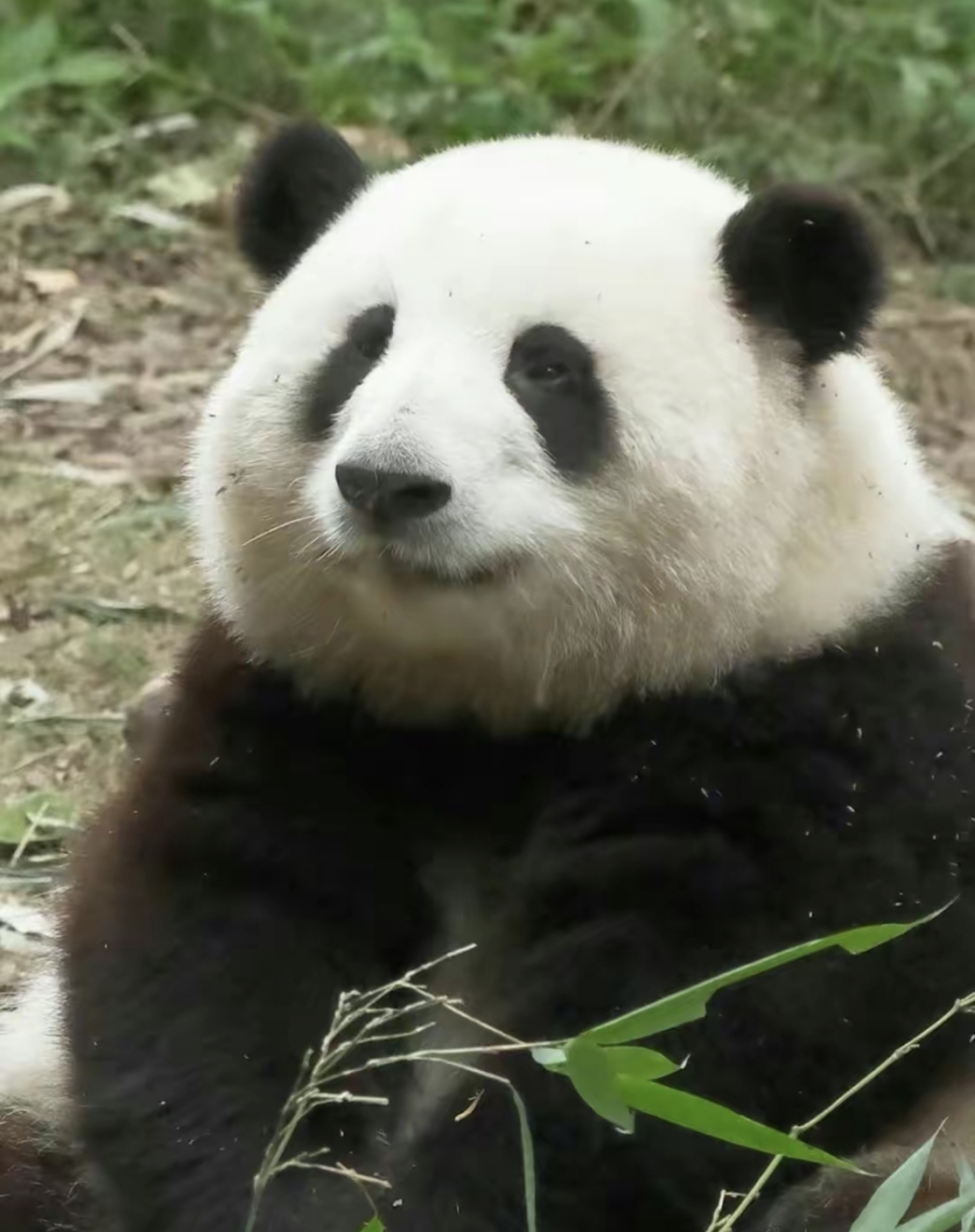 大熊猫"花花"的介绍牌上出现日文,有些网友瞬间不淡定了,大家怎么看待