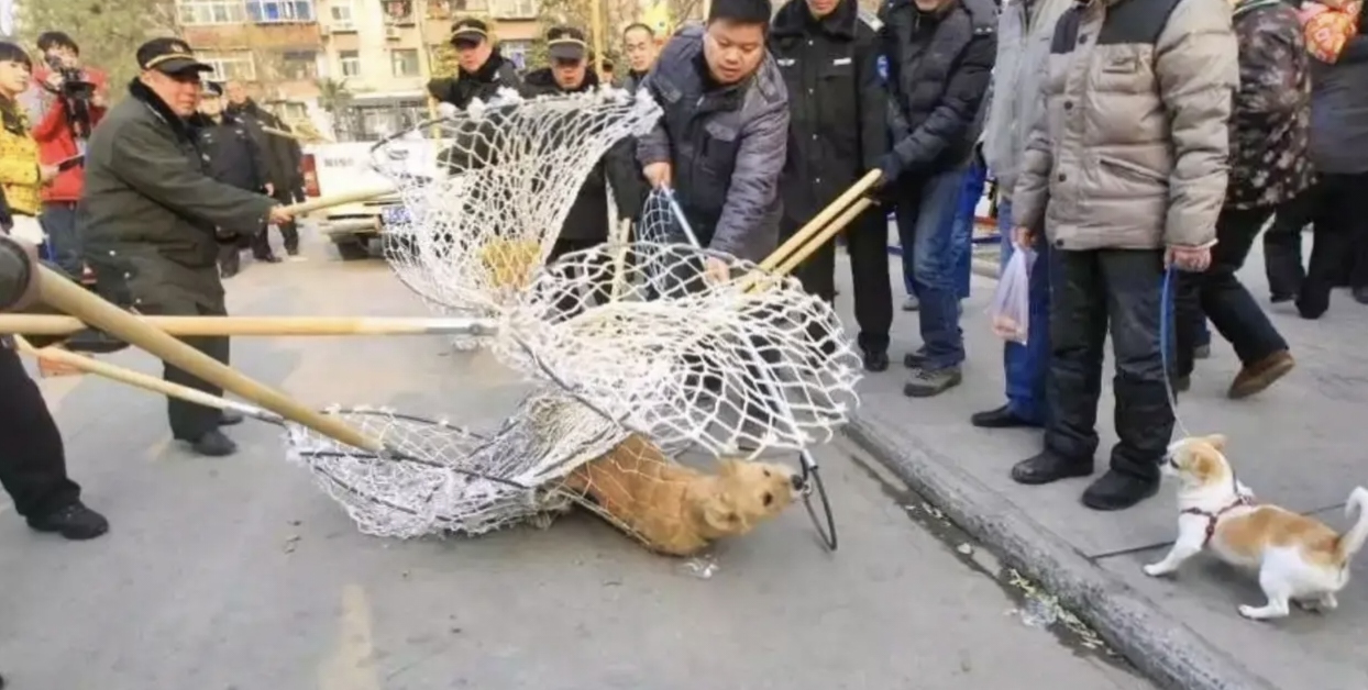 狗在网络中是什么意思=狗在网络中是什么意思啊