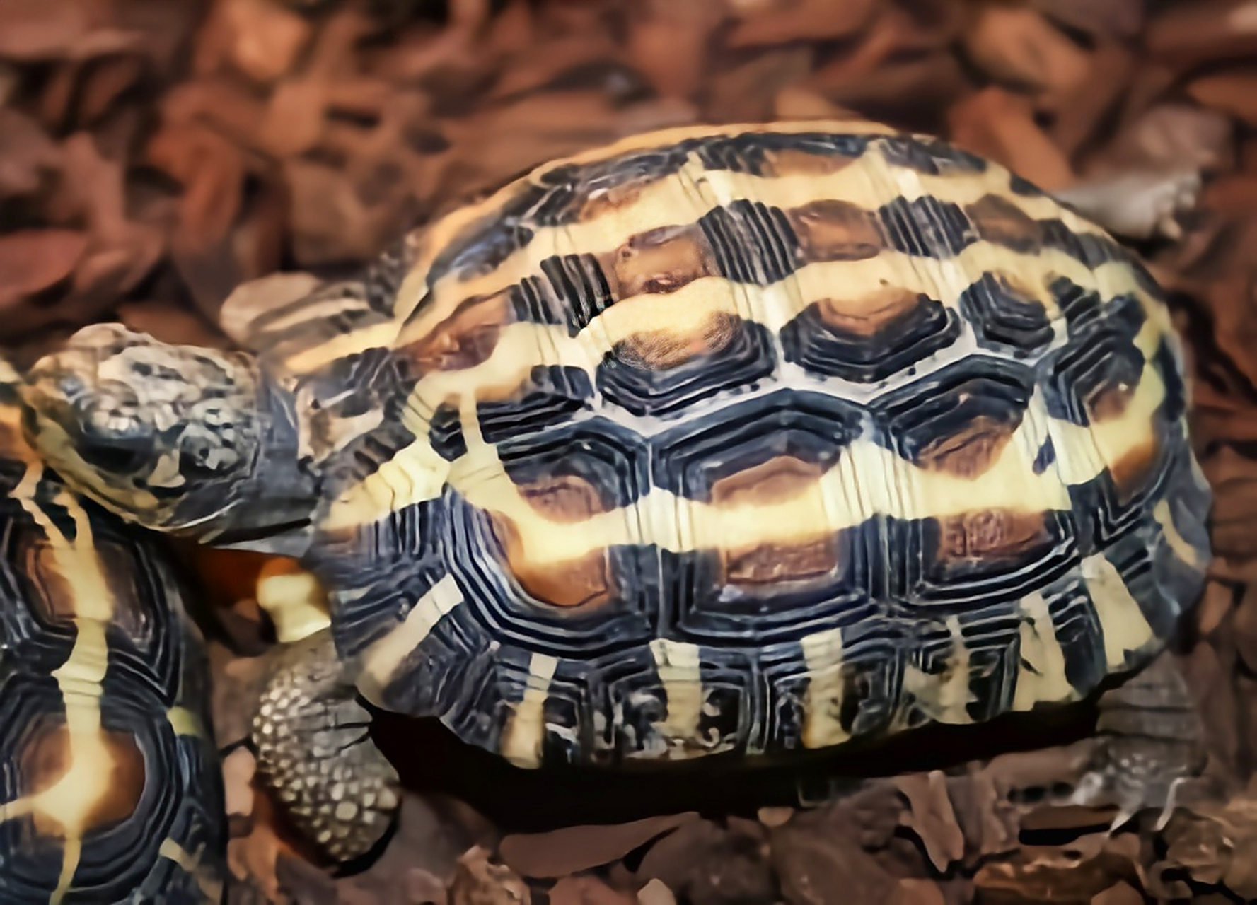 每天认识一种动物——扁尾陆龟 扁尾陆龟别名平背陆龟,扁尾蛛网龟,原