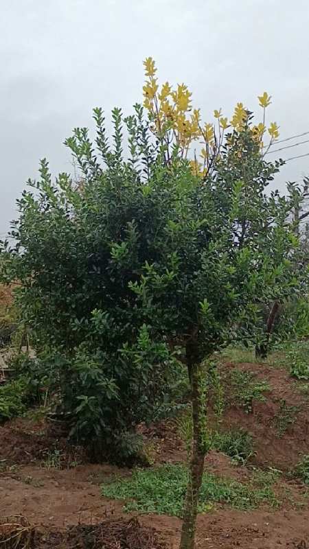 英国冬青——顶端嫁接的金叶枸骨-度小视