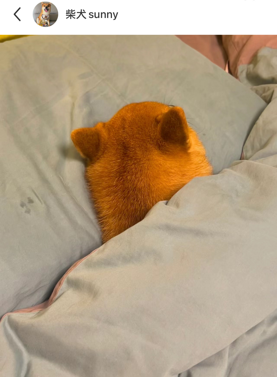 谁家小狗招呼都不打,到点就自动钻被窝睡觉啊?