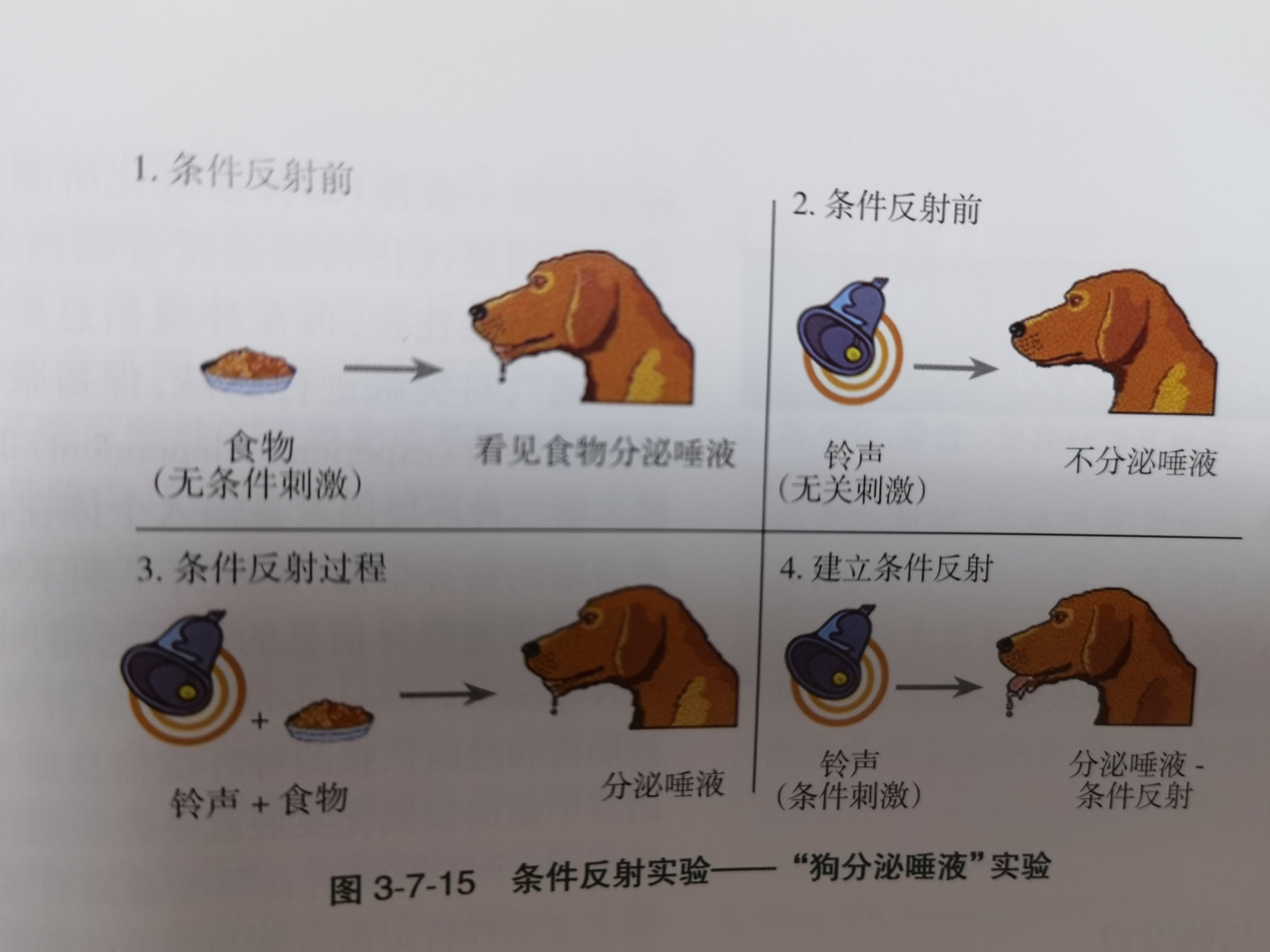 条件反射的作用 条件反射可以帮助儿童建立较好的生活习惯,如睡眠