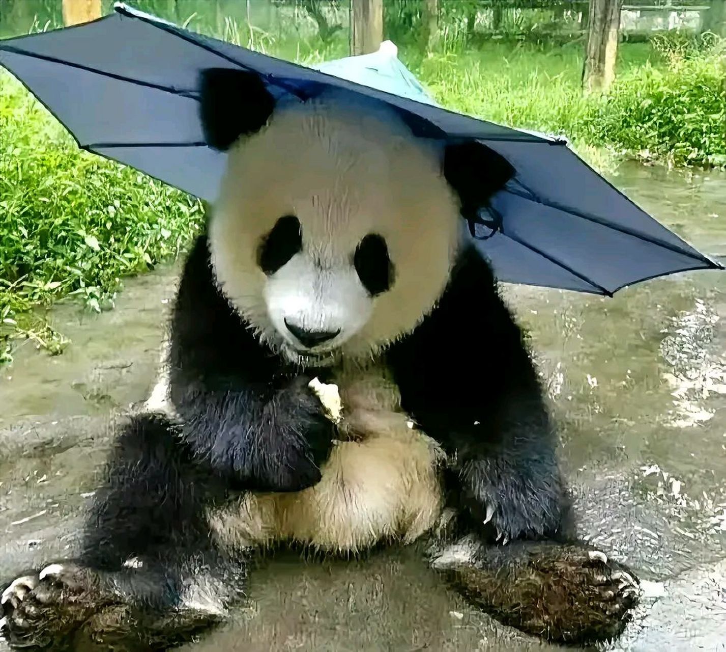 熊猫表情包 打伞图片