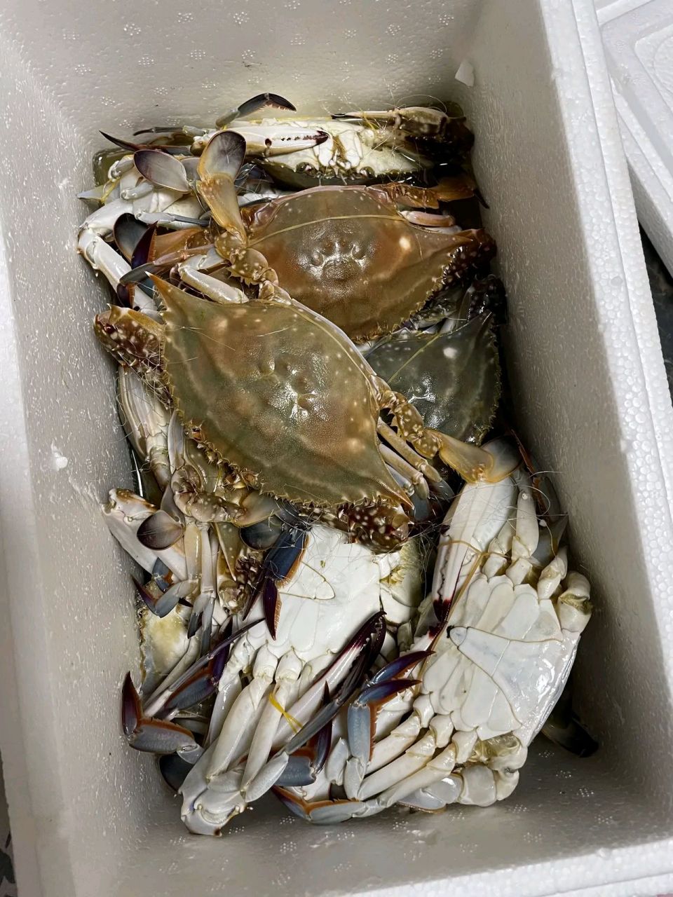 一箱冷冻梭子蟹.蒸好了,红亮亮的,让人馋涎欲滴的模样.