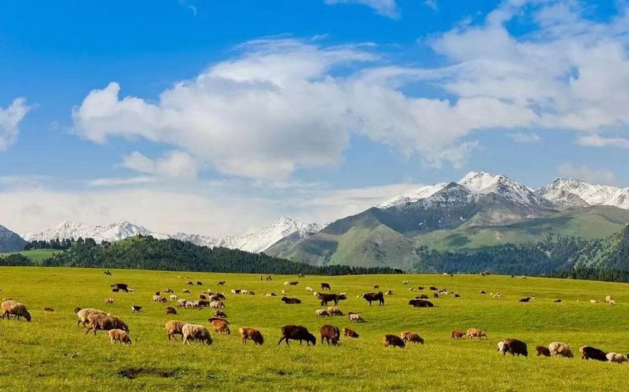 在新疆牧民以哈萨克族为主,在长期的牧业经济条件下,对人放天养的放牧