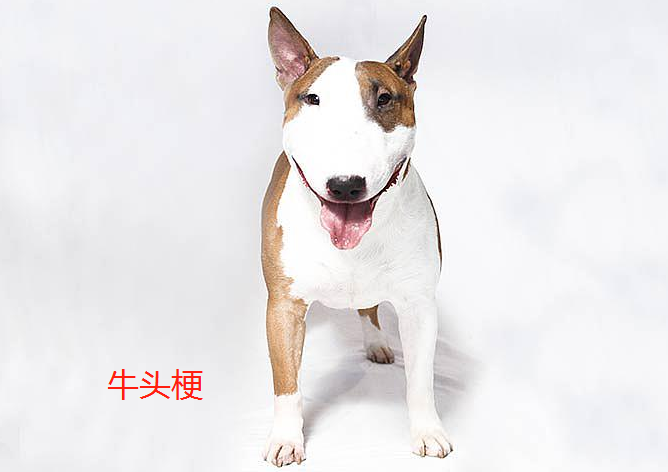 不掉毛的中型犬有什么