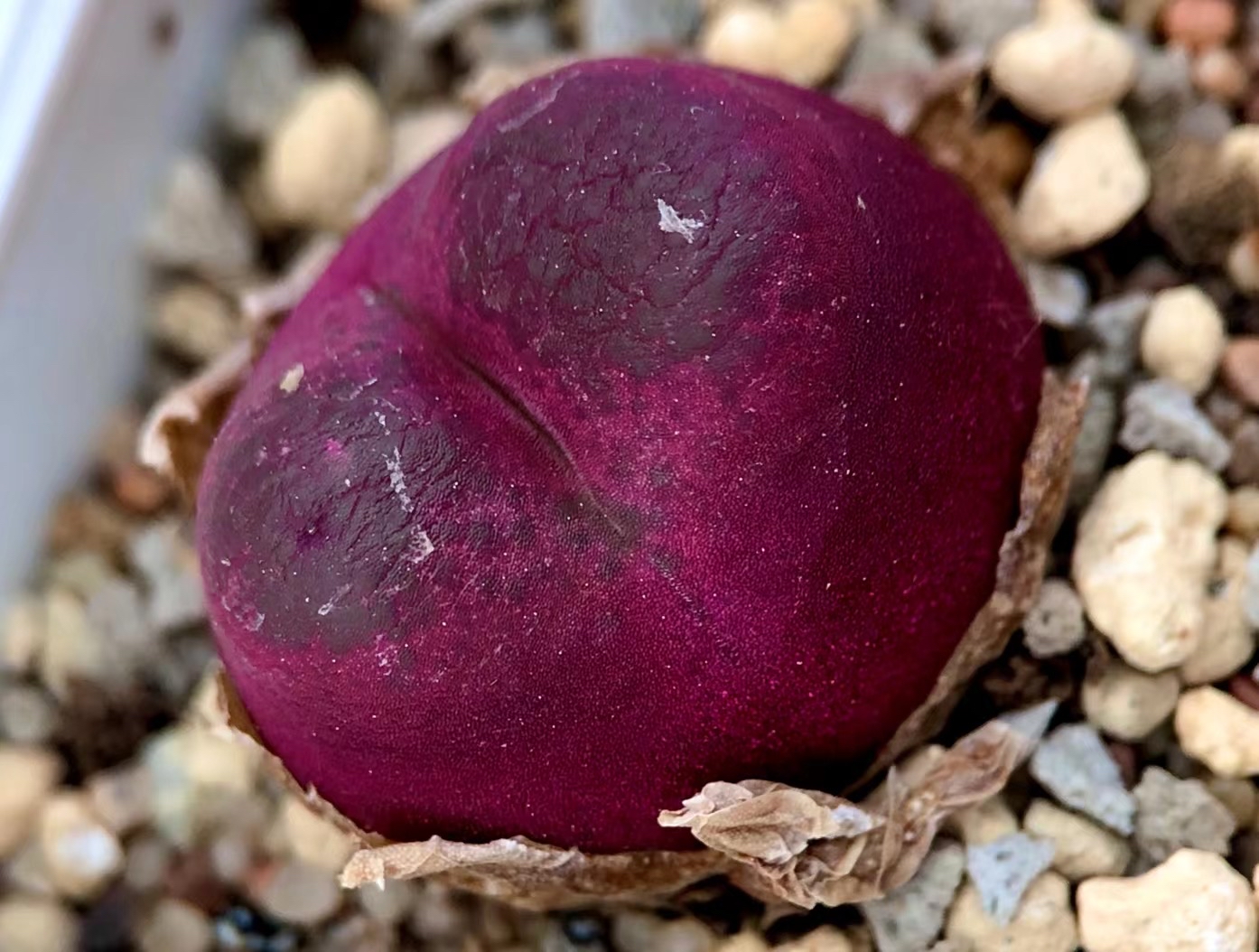 多肉植物肉锥花之毛汉尼