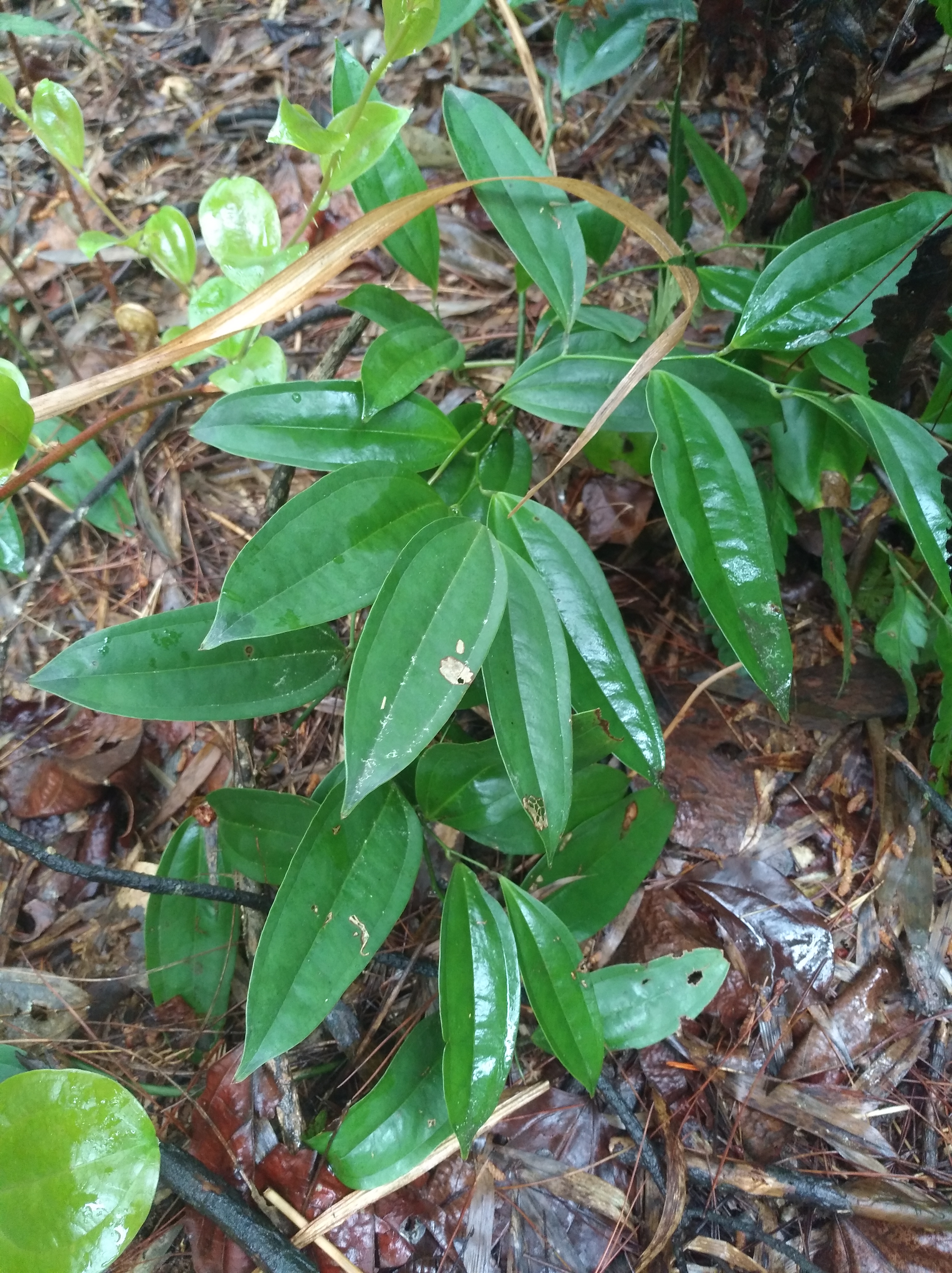 山里野生万寿竹,寓意很好养家里,观赏价值更高