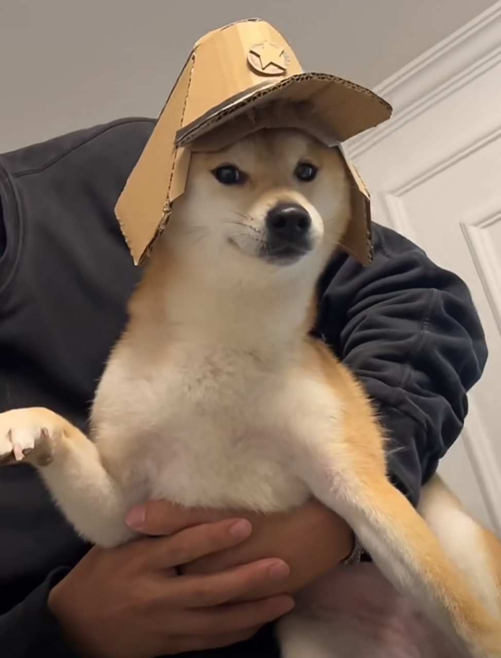 这二狗子咋看上去这么像日本狗呢