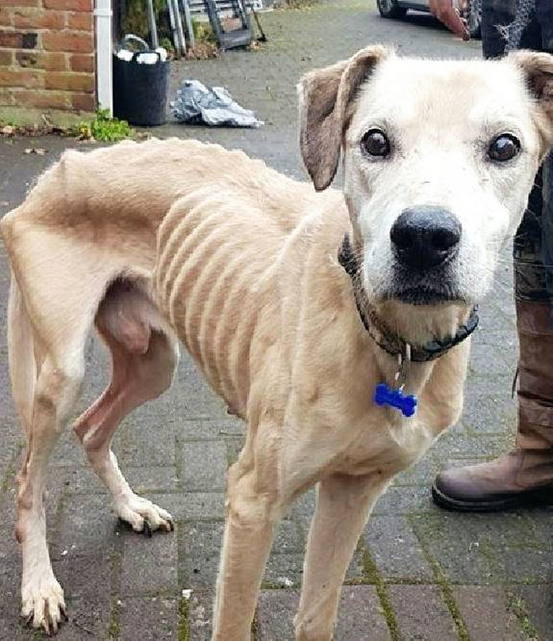 这是在英国,一家慈善机构收养的一只狗狗,骨瘦如柴.#趣图搞笑