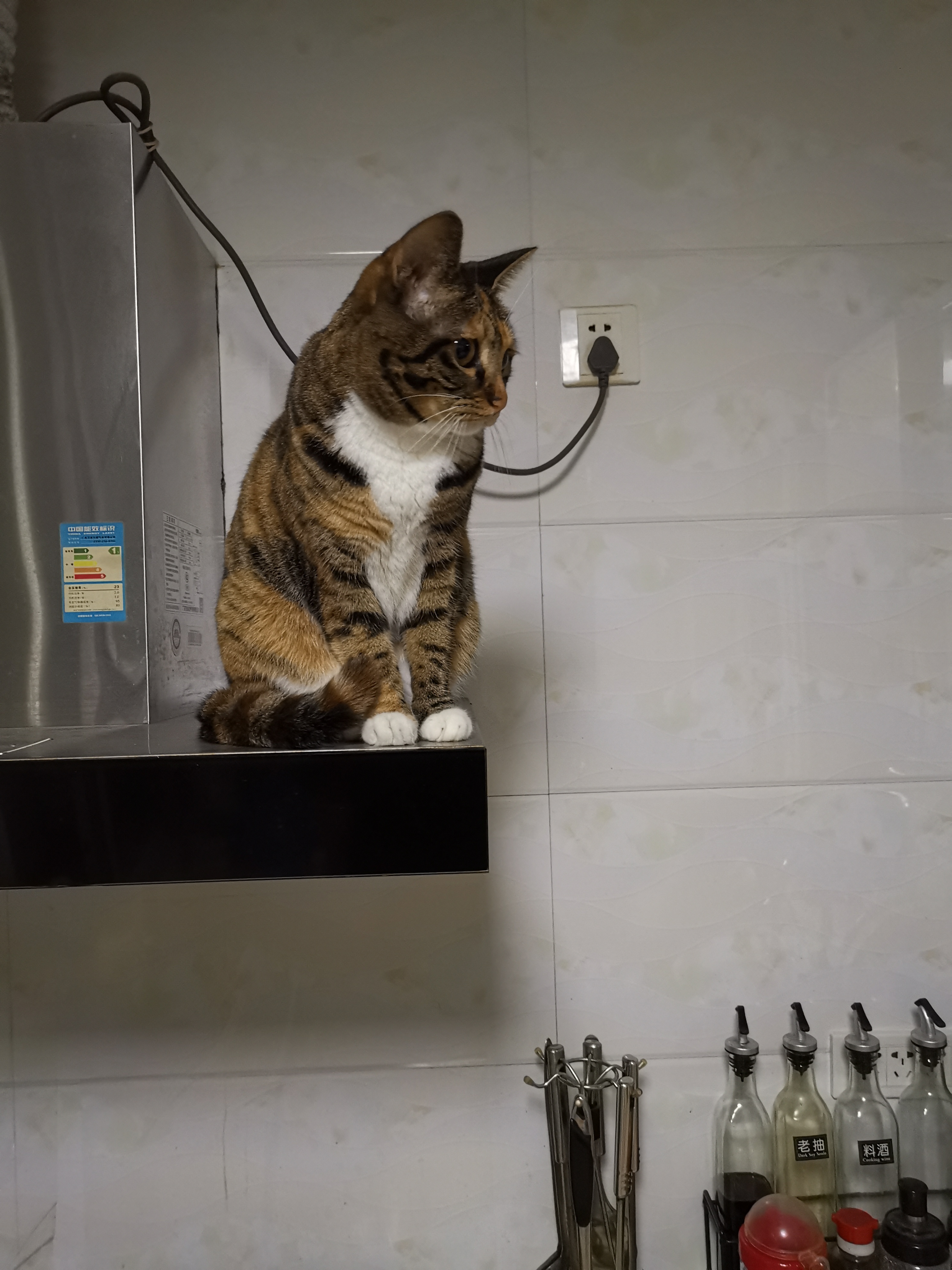 猫咪 这位大小姐又站在高高的地方上了