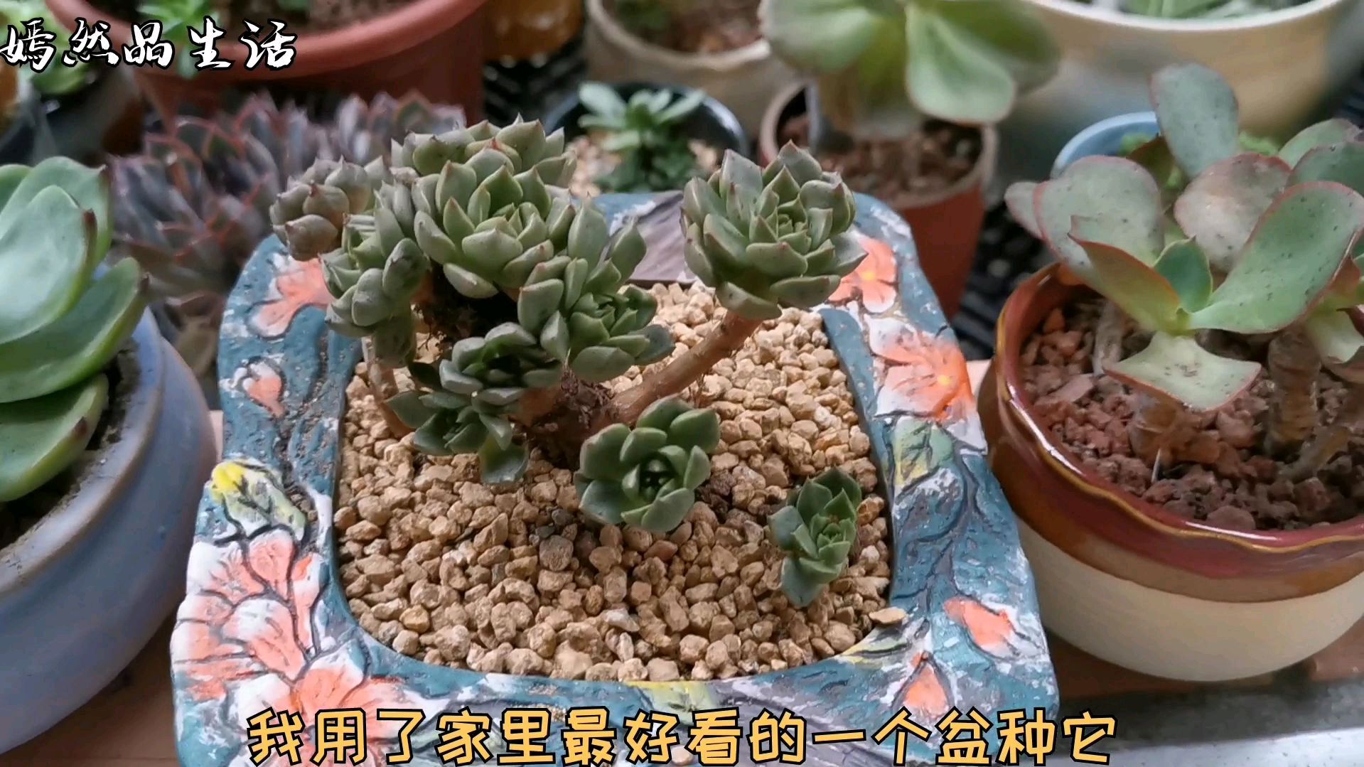 用最美的花盆种了一颗“丑八怪”多肉,看看最近新上盆的多肉品种