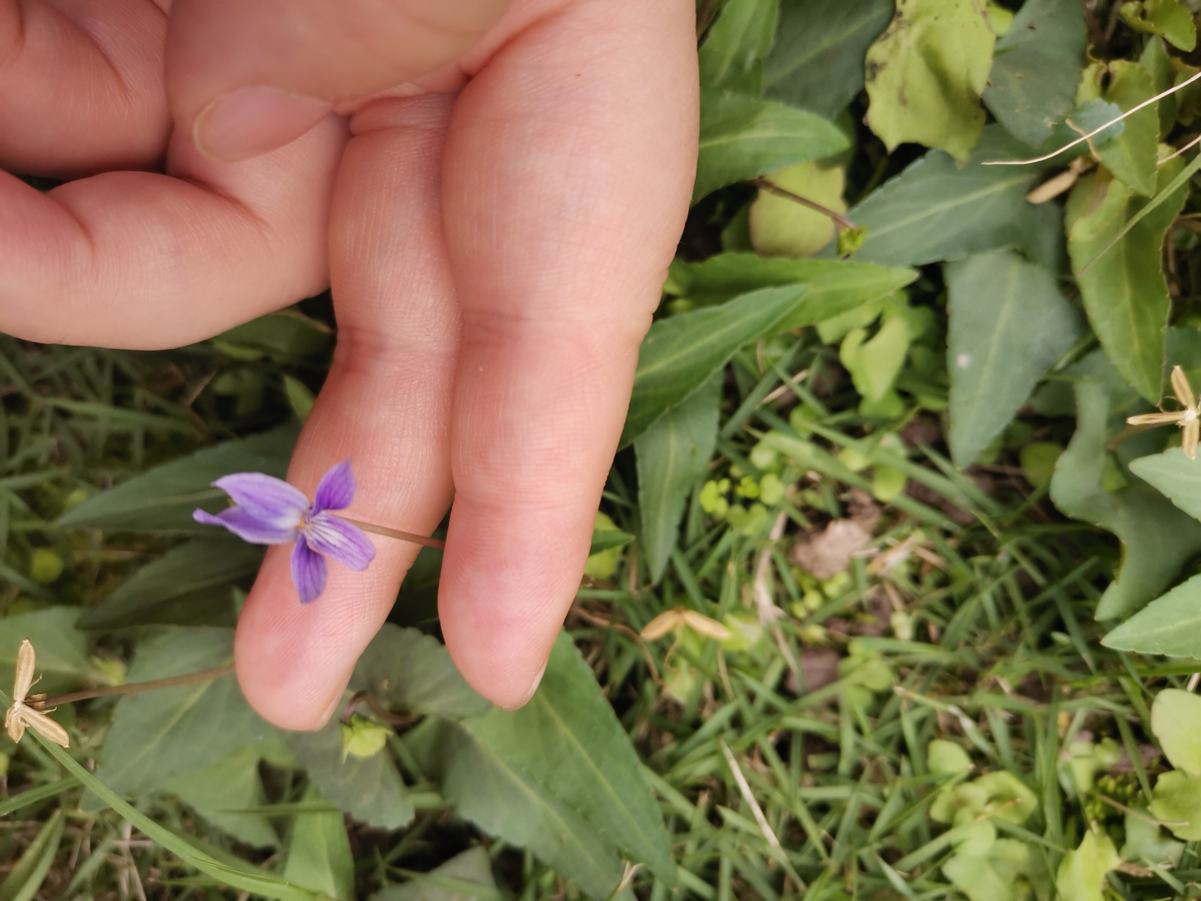 大家看没看见过紫花地丁结的籽,原来是我拍的图片上这样的,有点神奇耶