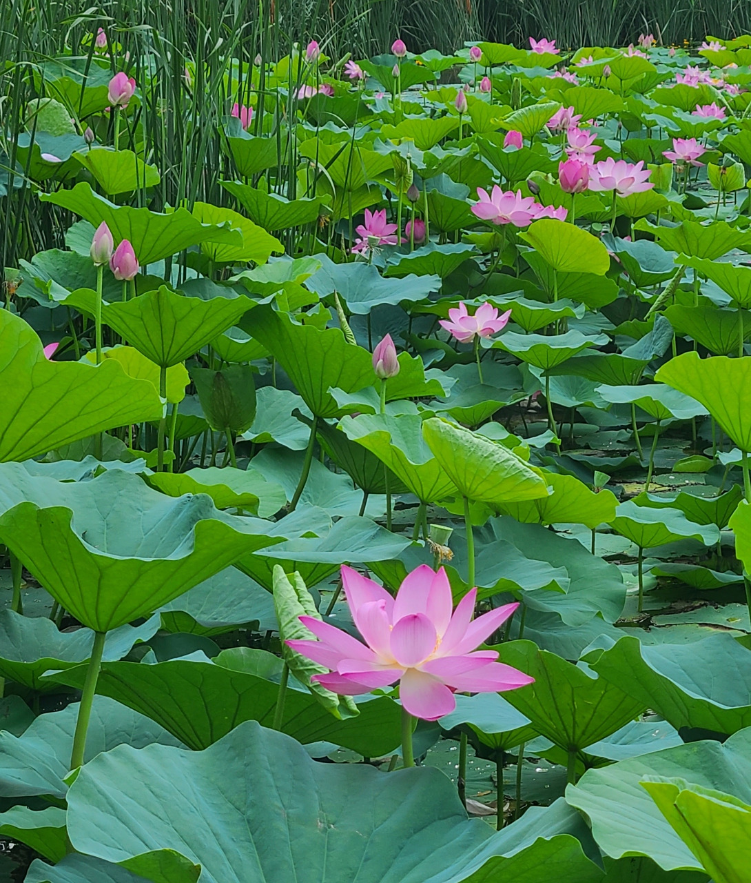 盛夏风景# 风蒲猎猎小池塘,过雨荷花满院香.沈李浮瓜冰雪凉.