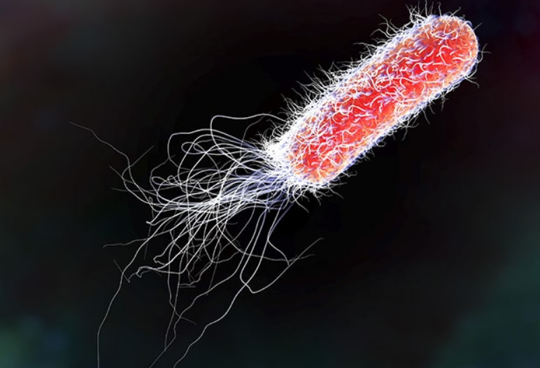 细菌都有鞭毛吗